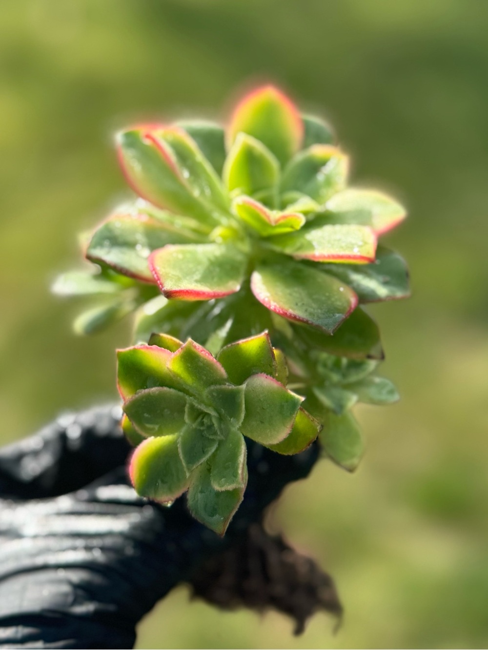 Aeonium Kiwi, Succulents Fully Rooted